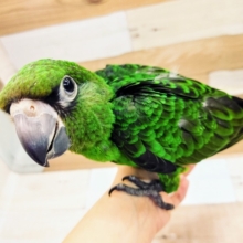 最新画像更新！なでなでを甘えた声で要求♥️ズアカハネナガインコさんです！！