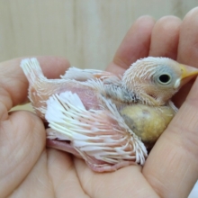 入荷が少なくなって来ましたよ！白文鳥ヒナヒナ〜