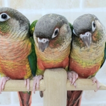 ご好評につきあと1羽です！ワキコガネインコ　2021年08月03日　追加画像有