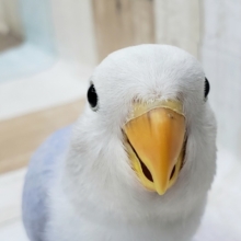 小桜インコヴァイオレットオパーリンパイド入荷です。