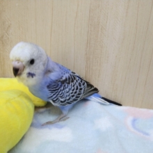 濃いめブルーなセキセイインコさん来ました〜