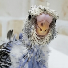 巻いてます、羽衣セキセイインコ