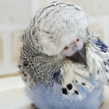 ジャンボ！セキセイインコです。