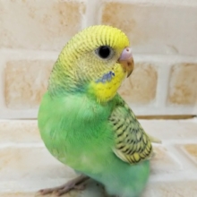 美しいグリーン💚 セキセイインコ(レインボースパングルパイド)