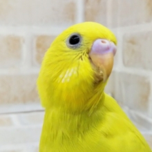 とっても黄色🍋 セキセイインコ(ダブルファクター)
