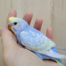 トサカがピヨッ！なセキセイインコさんが来ましたよ〜