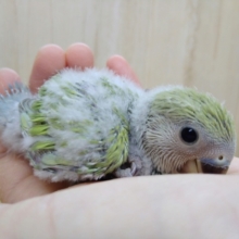 渋めなシナモンカラーの小桜インコさん来ました!
