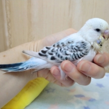 成長が楽しみです！ジャンボセキセイヒナいますよ〜