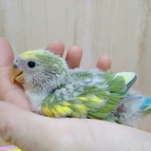 緑と淡い黄色の斑カラーの小桜インコヒナいますよ〜