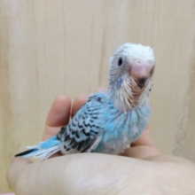 爽やか水色のセキセイインコさんいますよ〜