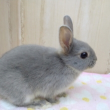 ちょっと淡めなドワーフラビットさんいますよ〜