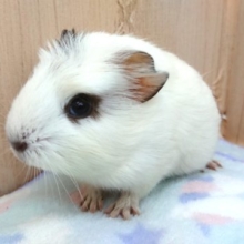 つむじ♪ツムジ〜♪♪　クレステッドモルモット