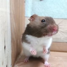 面白い色、してますねっ♪カラーハムスター☆