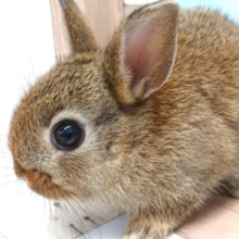 まん丸☆ネザーランドドワーフラビット〜〜