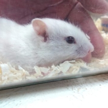 やや小ぶりちゃん☆ホワイトシマリス　女のコですっ！