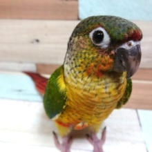 甘えじょうず♪ワキコガネウロコインコ～～　