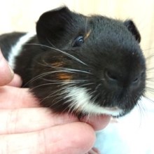 むっちむちのお尻です♪　イングリッシュモルモット～～
