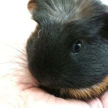 鳴き方で主張が分かってきます〜　クレステッドモルモット