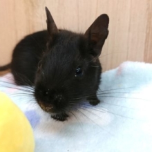ツヤつやぁ～な黒光りがすてきです！デグー　ブラック～～