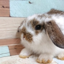 飛びそう。。ロップイヤー　やってきました♪