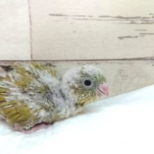ツヤツヤなサザナミインコです☆　グリーン系スパングル　2021　７月２３日