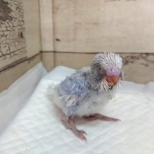 落ち着いた雰囲気です。。セキセイインコ　スパングル　2021　７月２３日