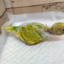鮮やかなー黄緑色☆　セキセイインコ　スパングルになります♪2021　７月２３日
