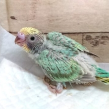 個性がでますよーー　セキセイインコ　レインボー　2021　7月23日