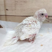 久々真っ白のセキセイインコ～　ダブルファクター　ホワイト　2021　7月23日