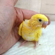 大人気です！！　セキセイインコ　ダブルファクター　イエロー　2021　7月23日