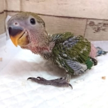 どーぉもっ！コザクラインコ　ノーマルです！！　2021　７月２３日