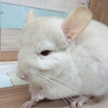 動画あり！  がっちり！むちむちのバディです♪　おやつ大好きチンチラ～～