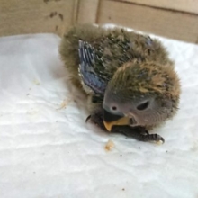 安定の人気モノ！　コザクラインコ　ノーマルですっ