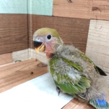 ひょっこりコザクラインコ〜