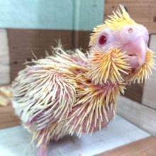 この時期のレアな存在！！　オカメインコ　ファローになります♬