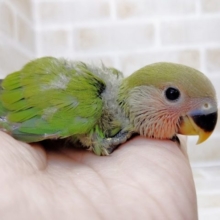 お顔がピンク色になります！小桜インコ☆ノーマル　2021年07月22日