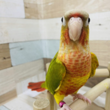 最新画像更新！寄り添い系！？にぎころ練習中♪ウロコインコ(パイナップル)