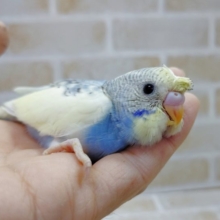 かわいい頭！　梵天セキセイインコ(レインボー)