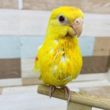 食いしん坊バンザーイ！！美声インコヒナ(ルチノーオパーリン)