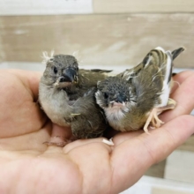 不動の人気です！！キンカチョウヒナ！