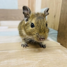 砂で半身浴？？デグーくん！