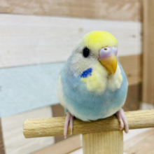 見惚れる綺麗さ・・・セキセイインコヒナ(パステルレインボー)