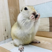 むちむち♡リチャードソンジリスくん★