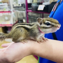 ベタなれボーイ♡シマリスくん！