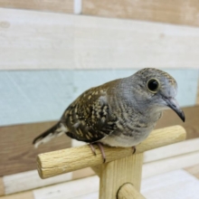 秘かに人気なんです……ウスユキバト！