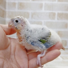 まだまだ産毛さん　ホオミドリウロコインコ(パイナップル)