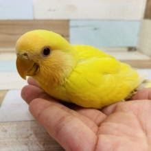 ビタミンカラー☆コザクラインコ　ルチノーになります！
