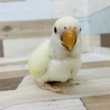 超ホヤホヤ最新画像☆レアカラーです！コザクラインコ　クリームルチノーになります☆