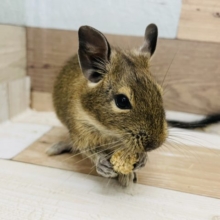 おやつを食べる時はこっそりと…デグーくん(ノーマル)