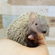 握った手は離さないヨ♡ヒメハリテンレック！